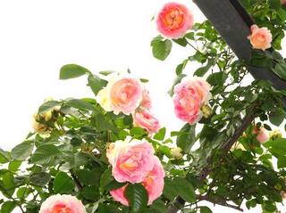 05rose011.jpg