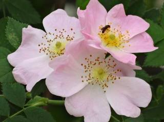 05rose012.jpg