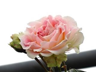 05rose015.jpg