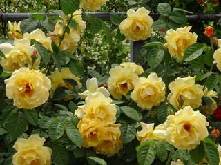 05rose016.jpg