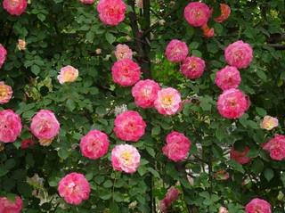 05rose017.jpg