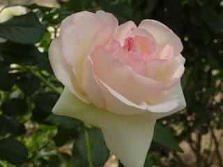 05rose019.jpg
