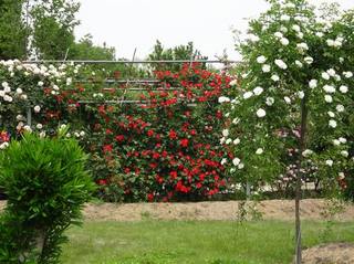 05rose020.jpg