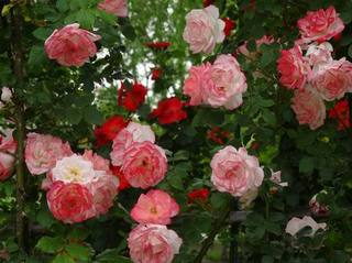 05rose021.jpg