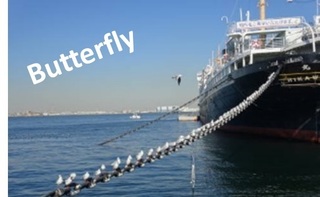 butterfly0202.jpg