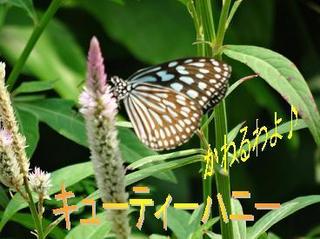 cuty0901.jpg