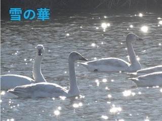 hakutyo1102.jpg