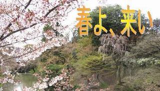 haruyokoi0422.jpg