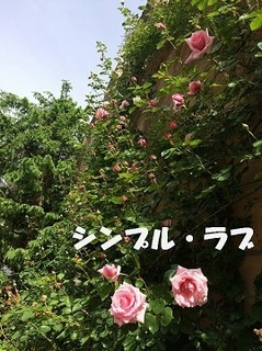 jyohekirose.jpg