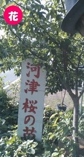 kawazuzakura0430.jpg