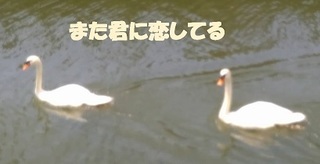 kobuhakutyo0718.jpg