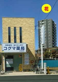koguma1.jpg