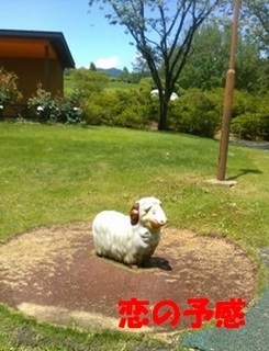 koino8.jpg
