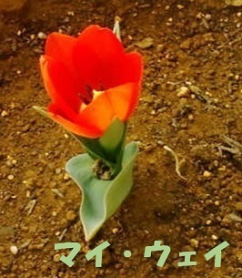 myway0315.jpg