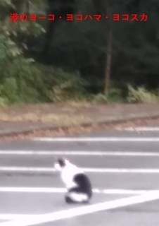 nameneko.jpg