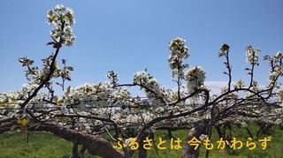 nashihana04.jpg