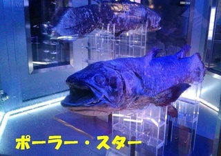 shinkaigyo.jpg