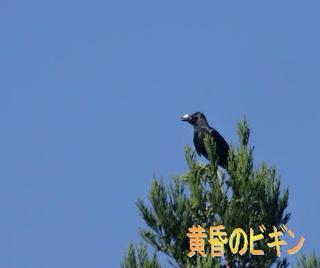 tasogareno1102.jpg